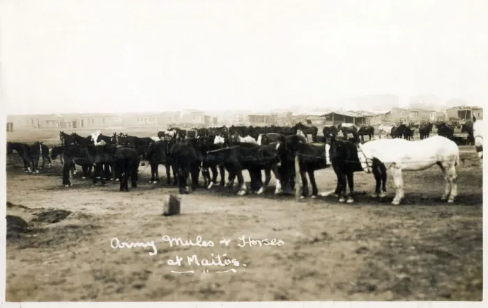 Framed Print : Maitos, Chanakkale - Dardanelles, Turkey - Army mules and horses. Date: 1923 Framed Print : Maitos, Chanakkale - Dardanelles, Turkey - Army mules and horses. Date: 1923
