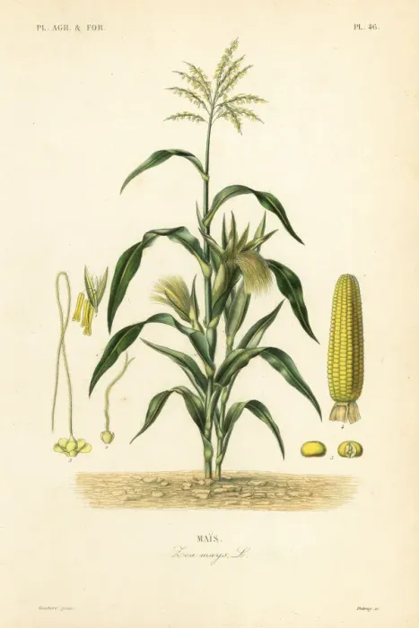 Framed Print : Maize or corn, Zea mays Framed Print : Maize or corn, Zea mays