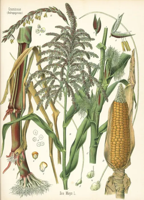 Framed Print : Maize or corn, Zea mays Framed Print : Maize or corn, Zea mays