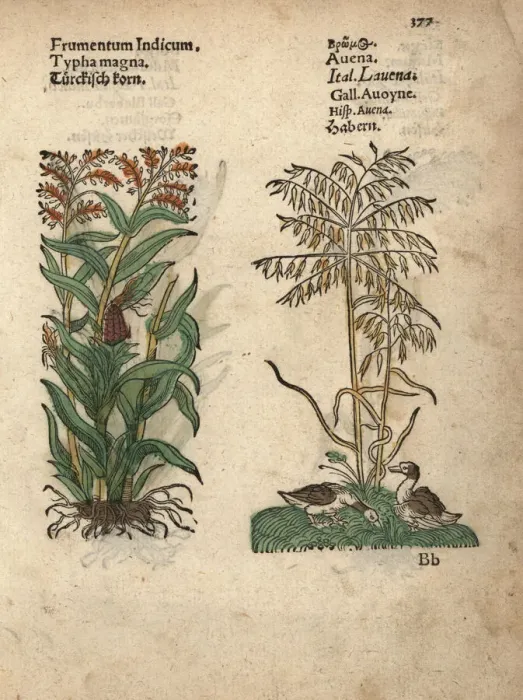 Framed Print : Maize or corn, Zea mays, and oats, Avena sativa Framed Print : Maize or corn, Zea mays, and oats, Avena sativa