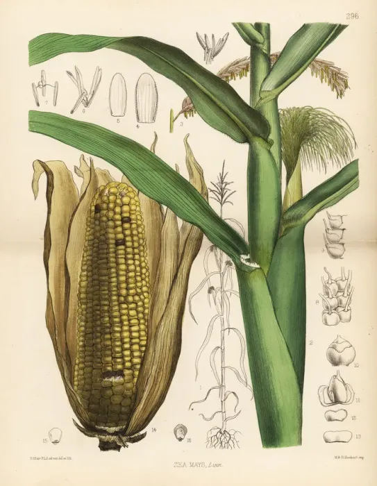 Framed Print : Maize or Indian corn, Zea mays Framed Print : Maize or Indian corn, Zea mays