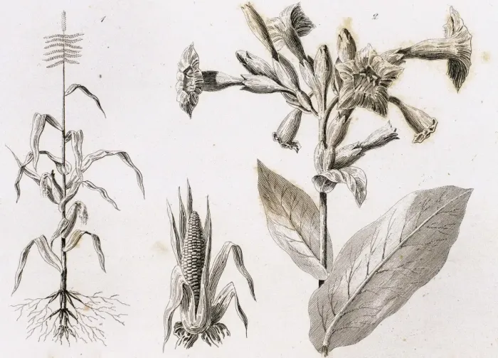 Framed Print : Maize plants and snuff. Engraving, 1841 Framed Print : Maize plants and snuff. Engraving, 1841