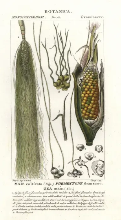 Framed Print : Maize, Zea mays Framed Print : Maize, Zea mays