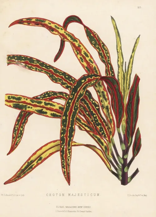 Framed Print : Majestic croton, Croton majesticum Framed Print : Majestic croton, Croton majesticum