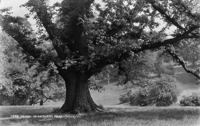 Framed Print : Majestic Tree in Derwent Park Framed Print : Majestic Tree in Derwent Park