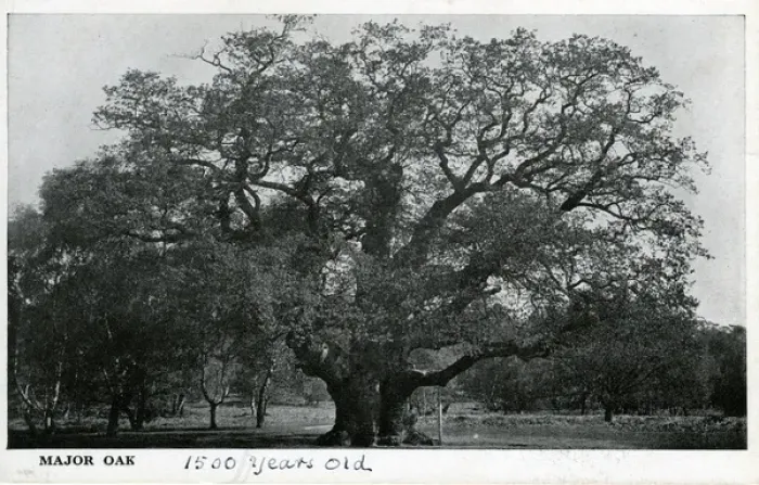 Framed Print : Major Oak, Edwinstowe, Nottinghamshire ? Framed Print : Major Oak, Edwinstowe, Nottinghamshire ?