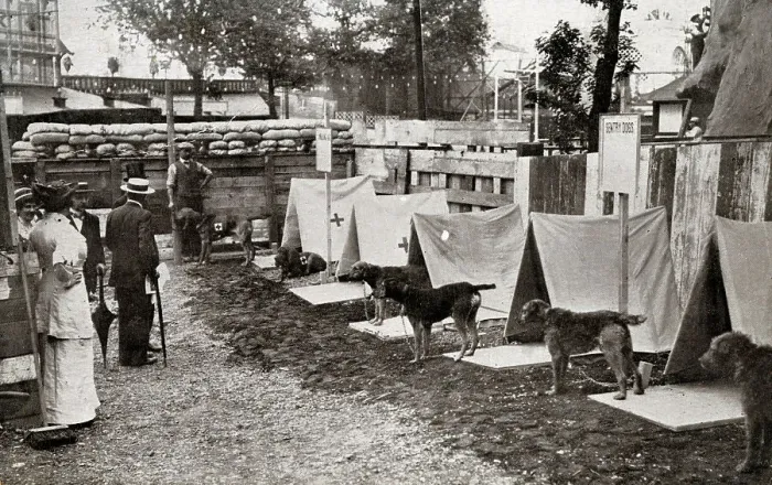 Framed Print : Major Richardson's Sentry and Ambulance Dogs, Earl's Court Framed Print : Major Richardson's Sentry and Ambulance Dogs, Earl's Court