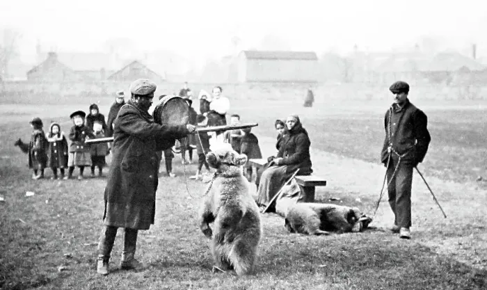 Framed Print : Making bears perform for entertainment, Victorian period Framed Print : Making bears perform for entertainment, Victorian period