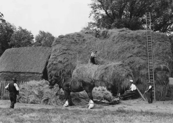 Framed Print : Making a Large Haystack Framed Print : Making a Large Haystack