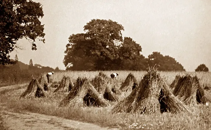 Framed Print : Making sheaves during haymaking, Victorian period Framed Print : Making sheaves during haymaking, Victorian period