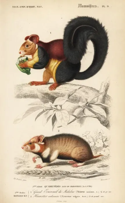 Framed Print : Malabar giant squirrel, Ratufa indica Framed Print : Malabar giant squirrel, Ratufa indica