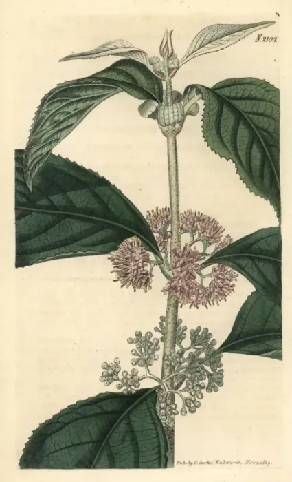 Framed Print : Malabar hoary callicarpa, Callicarpa cana Framed Print : Malabar hoary callicarpa, Callicarpa cana