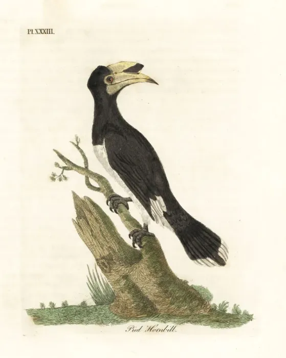Framed Print : Malabar pied hornbill, Anthracoceros coronatus Framed Print : Malabar pied hornbill, Anthracoceros coronatus