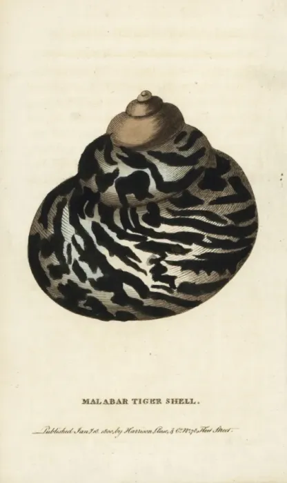 Framed Print : Malabar tiger shell Framed Print : Malabar tiger shell