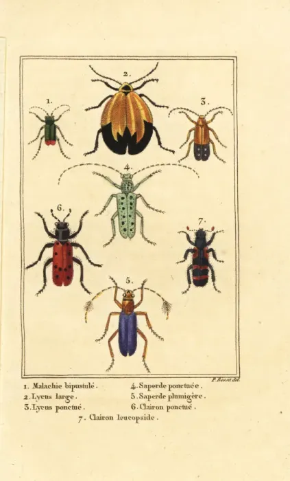 Framed Print : Malachite beetle, net winged beetle, etc Framed Print : Malachite beetle, net winged beetle, etc