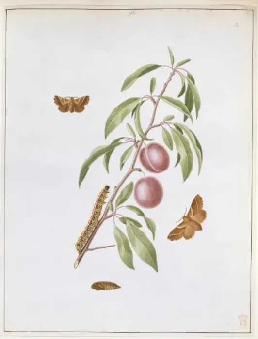 Framed Print : Malacosoma castrense, plum lackey moth Framed Print : Malacosoma castrense, plum lackey moth