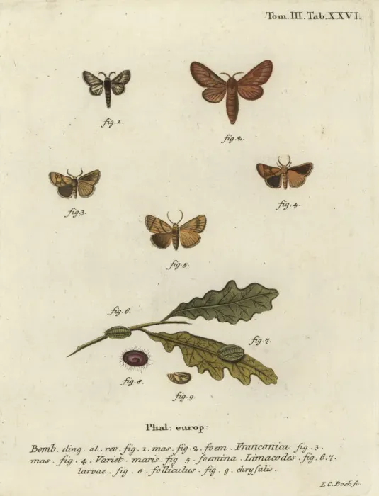 Framed Print : Malacosoma franconicum moth and festoon, Apoda limacodes Framed Print : Malacosoma franconicum moth and festoon, Apoda limacodes