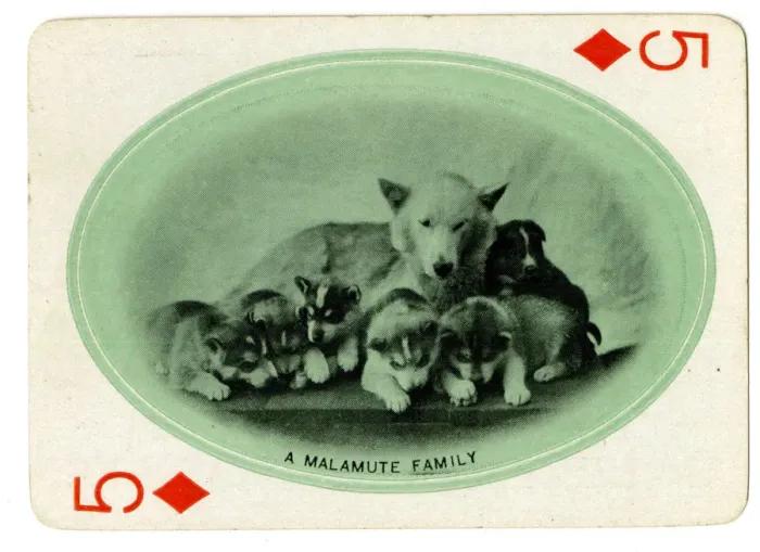 Framed Print : A Malamute Family Framed Print : A Malamute Family