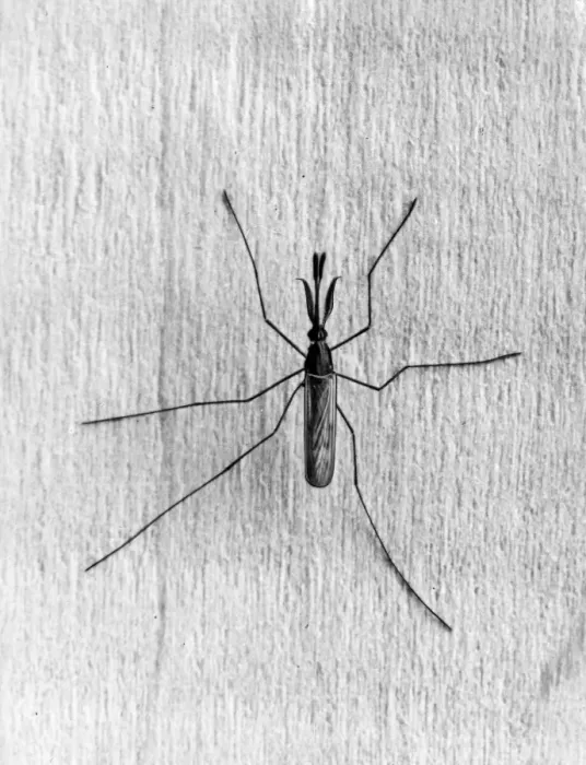 Framed Print : Malaria Mosquito Framed Print : Malaria Mosquito