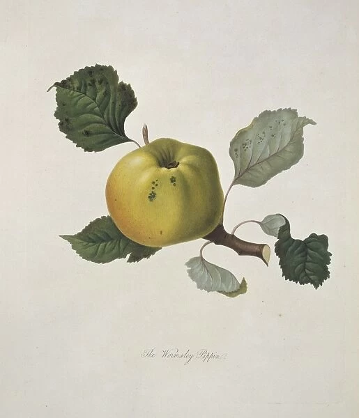 Malas domestica, apple (Wormsley Pippin Apple)