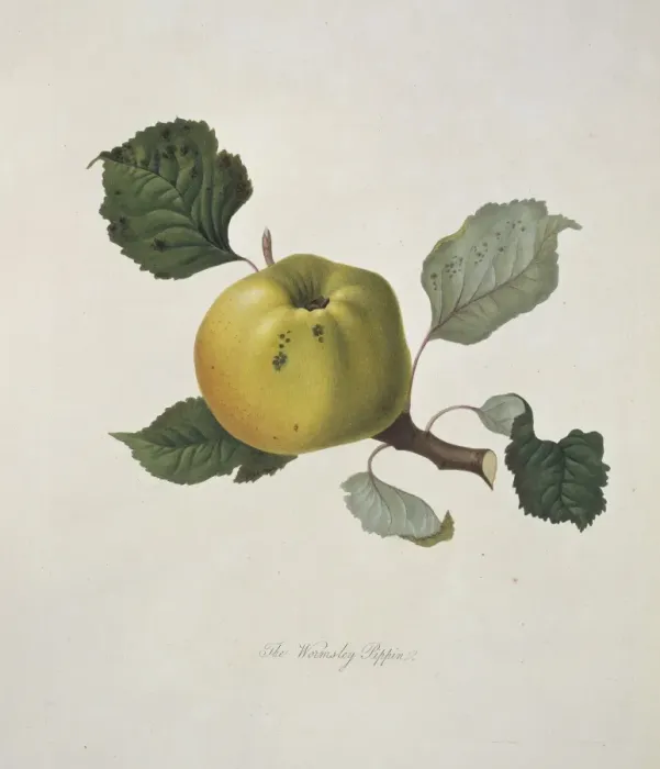Framed Print : Malas domestica, apple (Wormsley Pippin Apple) Framed Print : Malas domestica, apple (Wormsley Pippin Apple)