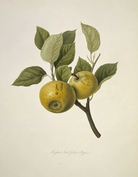 Malas sp. apple (Hughess New Golden Pippin Apple)
