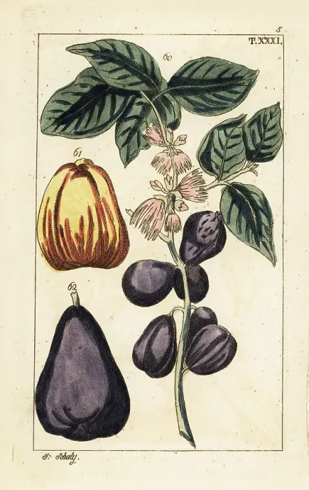 Framed Print : Malay apple, Syzygium malaccense Framed Print : Malay apple, Syzygium malaccense