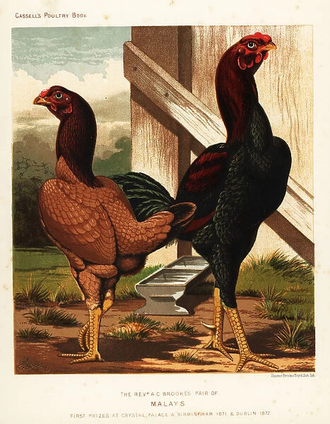 Malay cock and hen, Gallus gallus domesticus, Rev