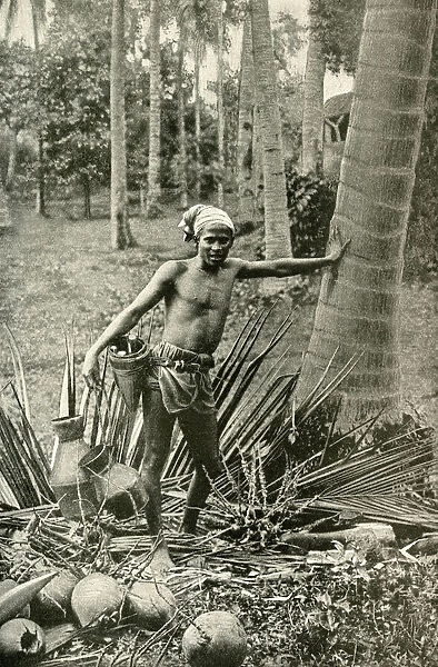 Malay man collecting wine from tree, South East Asia