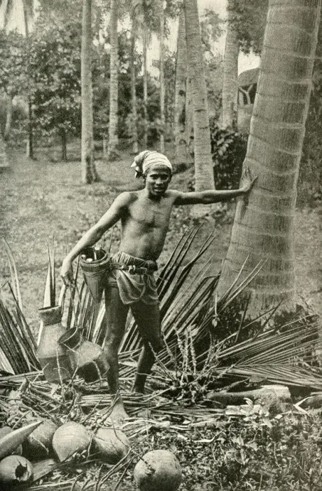 Framed Print : Malay man collecting wine from tree, South East Asia Framed Print : Malay man collecting wine from tree, South East Asia