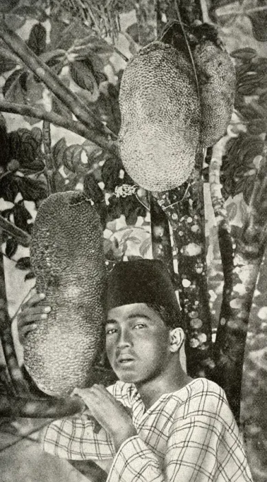Framed Print : Malay man gathering bread from tree, South East Asia Framed Print : Malay man gathering bread from tree, South East Asia