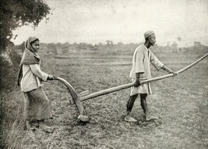 Framed Print : Malay man and woman tilling field, South East Asia Framed Print : Malay man and woman tilling field, South East Asia