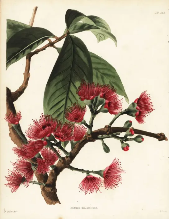 Framed Print : Malay rose apple, Syzygium malaccense Framed Print : Malay rose apple, Syzygium malaccense