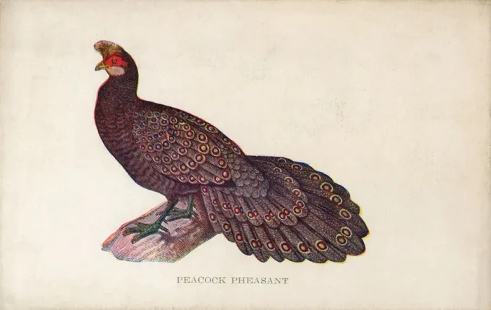 Framed Print : Malayan Peacock-Pheasant Framed Print : Malayan Peacock-Pheasant