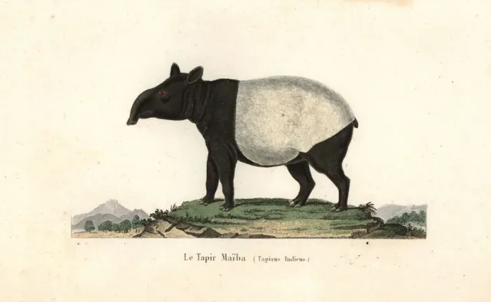 Framed Print : Malayan tapir, Tapirus indicus. Endangered Framed Print : Malayan tapir, Tapirus indicus. Endangered