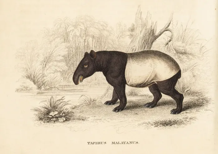 Framed Print : Malayan tapir, Tapirus indicus. Endangered Framed Print : Malayan tapir, Tapirus indicus. Endangered