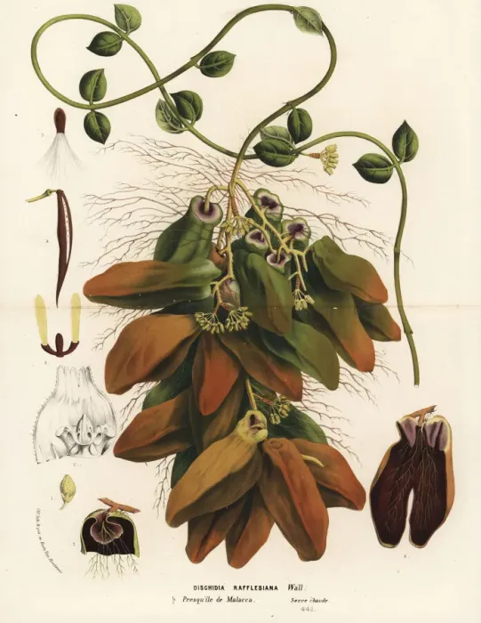Framed Print : Malayan urn vine, Dischidia major Framed Print : Malayan urn vine, Dischidia major