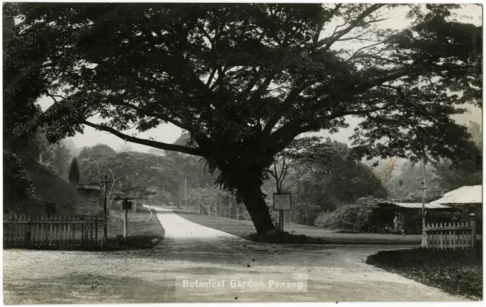Framed Print : Malaysia - The Botanical Gardens at Penang - Raintree Framed Print : Malaysia - The Botanical Gardens at Penang - Raintree