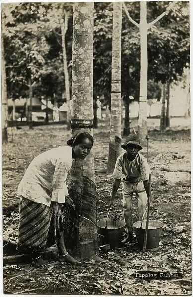 Malaysia - tapping rubber trees