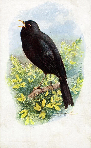Male Blackbird Singing