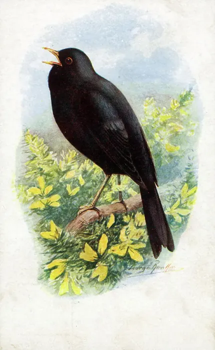 Framed Print : Male Blackbird Singing Framed Print : Male Blackbird Singing
