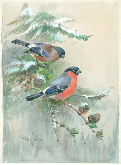 Framed Print : Male and female Bullfinches Framed Print : Male and female Bullfinches