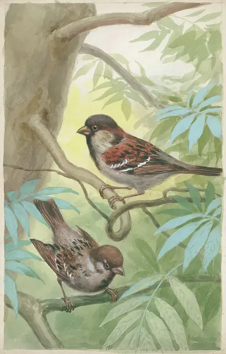 Framed Print : Male and female House Sparrow Framed Print : Male and female House Sparrow