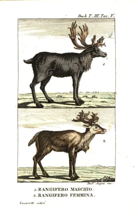 Framed Print : Male and female reindeer, Rangifer tarandus