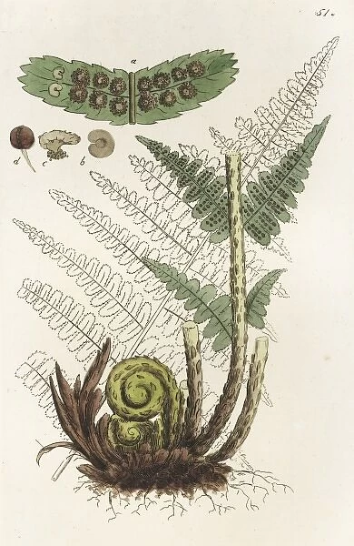 Male Fern. Male-fern - Aspidum Filix mas Coloured engraving by Johan Wilhelm Palmstruch, 