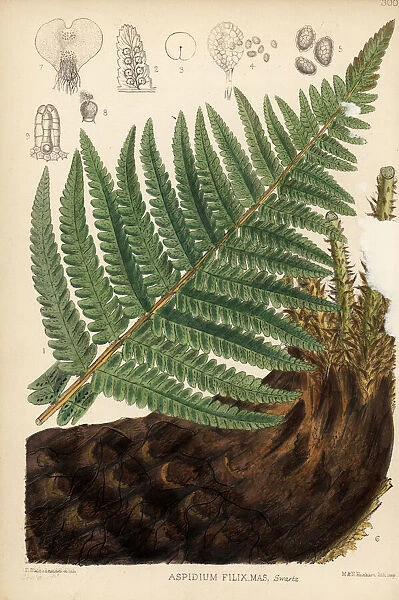 Male fern, Aspidium filix-mas