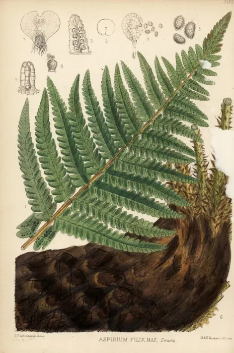 Framed Print : Male fern, Aspidium filix-mas Framed Print : Male fern, Aspidium filix-mas