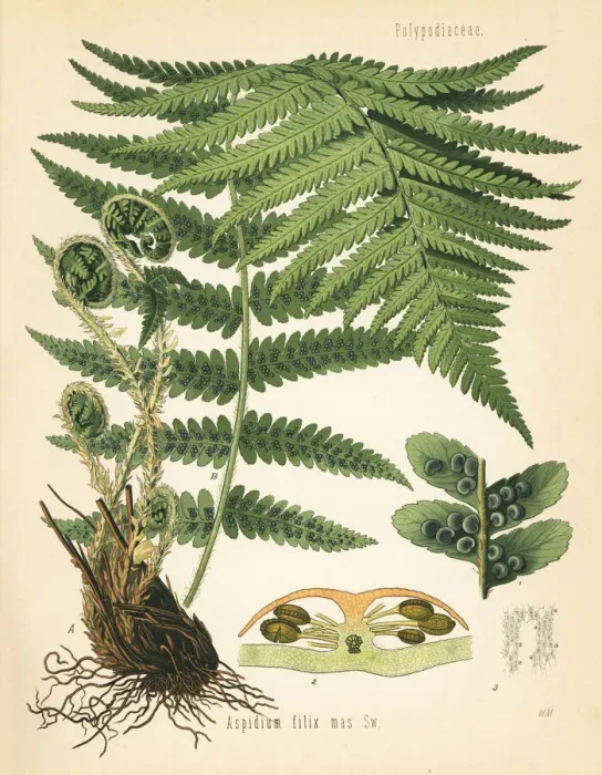 Framed Print : Male fern, Dryopteris filix-mas Framed Print : Male fern, Dryopteris filix-mas