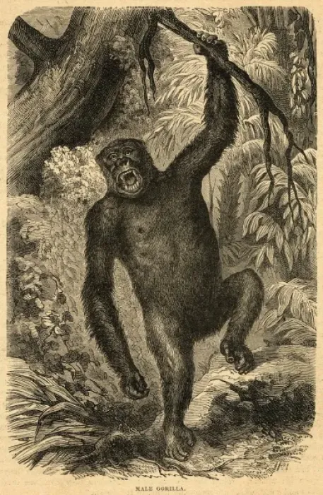 Framed Print : Male Gorilla Framed Print : Male Gorilla