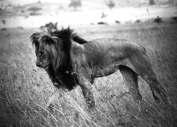 Male Kenyan Lion